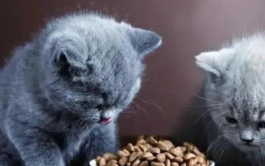 猫粮一般在哪买