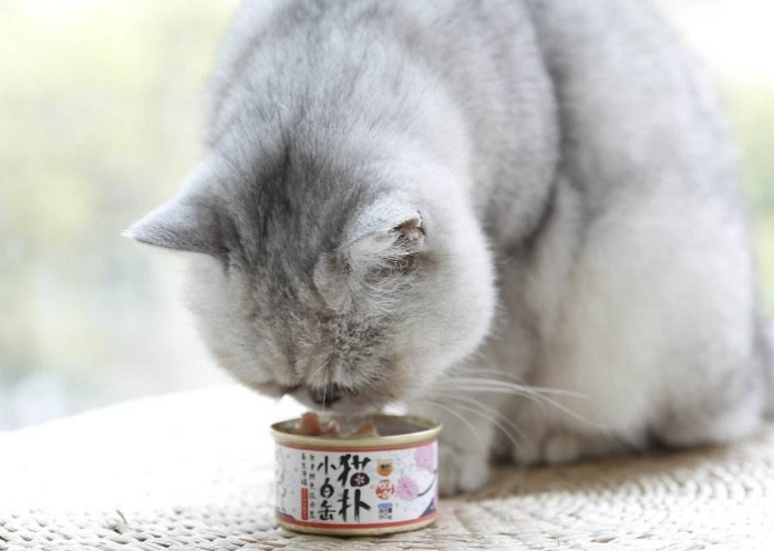 猫罐头怎么选择