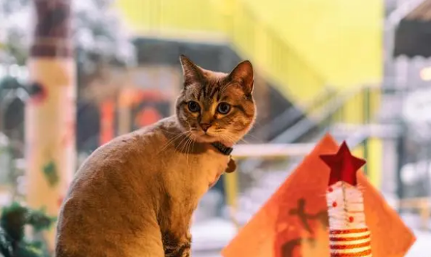 猫咪洗澡并非必须，但家有以下类型猫咪一定要洗澡