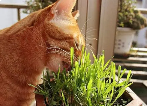 猫草如何来种植?告诉你3个小步骤,种出青翠旺盛的猫草 猫草如何来种植?告诉你3个小步骤,种出青翠旺盛的猫草