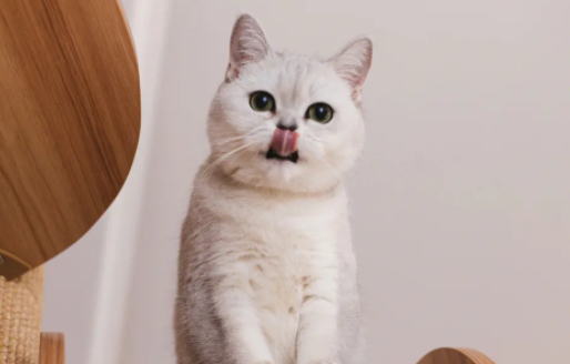 猫肚子里有虫子的状态是什么样的呢? 猫肚子里有虫子的状态是什么样的呢?