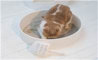 猫砂12l是多少斤 猫砂12l是多少斤