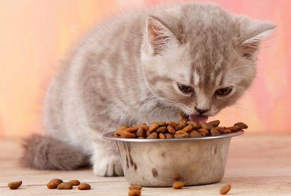 猫粮怎么喂比较好 猫粮怎么喂比较好