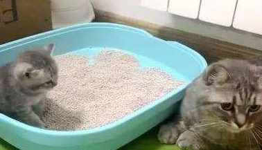 猫砂全部换新的吗