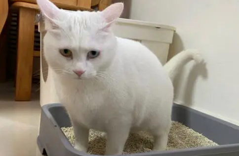 猫砂换还是加