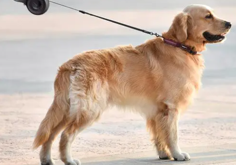 金毛幼犬用什么牵引绳
