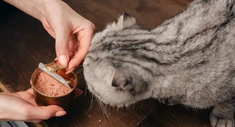 打开的猫罐头怎么保存