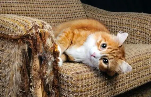 猫抓板、猫抓柱,哪种才是猫咪真爱? 猫抓板、猫抓柱,哪种才是猫咪真爱?