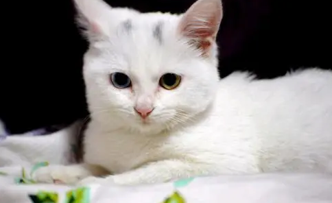 一天给猫咪喂食一根猫条会不会多? 一天给猫咪喂食一根猫条会不会多?