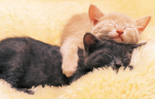 有些人命里不能养猫