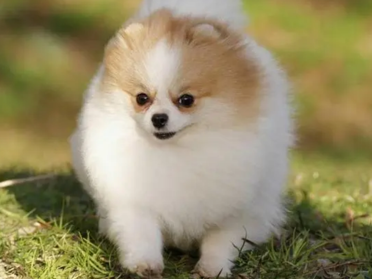博美犬要多少钱