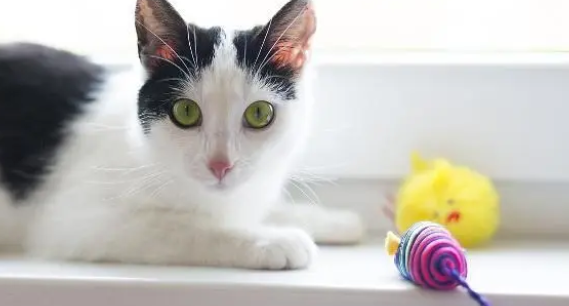 猫为什么不玩玩具