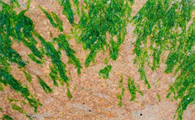 全面认识水草:鱼缸里放水草不一定是好的