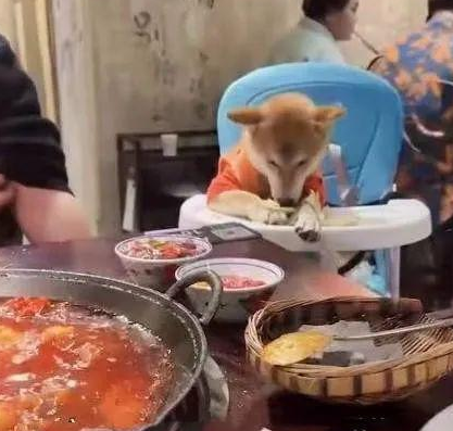 一火锅店宠物狗坐宝宝椅进食,主人强硬回复,主人和店家信息遭披露 一火锅店宠物狗坐宝宝椅进食,主人强硬回复,主人和店家信息遭披露