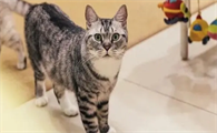 猫吃了益生菌,反而拉稀该怎么办?