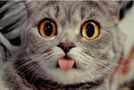 40一斤的猫粮推荐