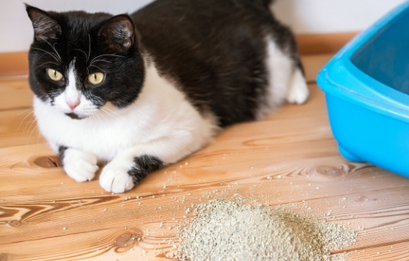 猫砂要放多少才合适 猫砂要放多少才合适
