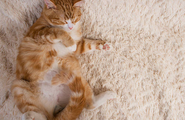 猫不在窝里睡觉怎么办?这里有方法 猫不在窝里睡觉怎么办?这里有方法