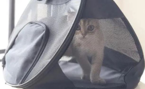 如何从容接手一只猫咪？有人寄养猫咪到你家，需要怎么做？