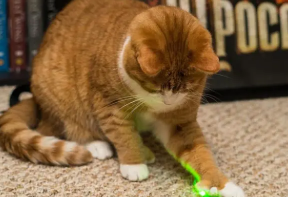 猫适合什么玩具 猫适合什么玩具