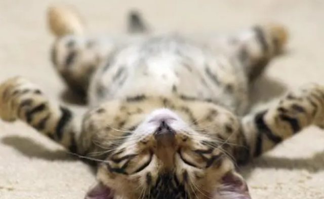 猫罐头打开能放多久?不要给猫咪吃隔夜饭 猫罐头打开能放多久?不要给猫咪吃隔夜饭