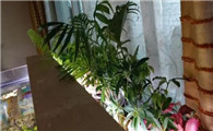 喜欢养鱼的人,在鱼缸上养这几种植物漂亮又实用!