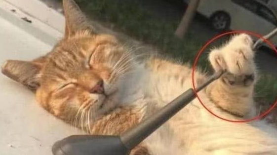 橘猫躺在车顶睡觉,网友刚要抱发现它还留了一手! 橘猫躺在车顶睡觉,网友刚要抱发现它还留了一手!