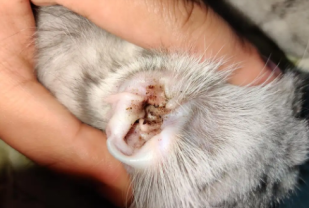 猫咪耳螨耳炎用什么药