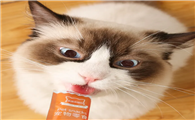 买猫条还是猫罐头