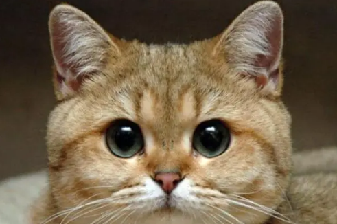 猫咪用的眼药水