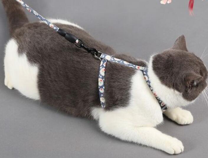 怎么让猫适应牵引绳