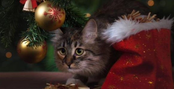 有必要给猫吃营养膏吗?营养膏是什么? 有必要给猫吃营养膏吗?营养膏是什么?