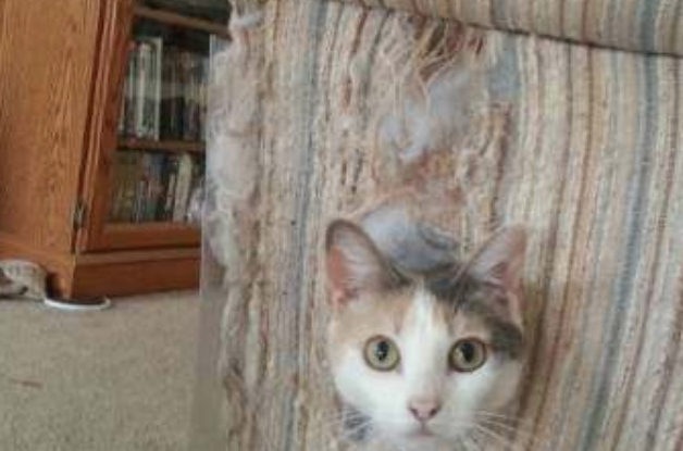 怎么选择猫咪喜欢的猫抓板? 怎么选择猫咪喜欢的猫抓板?