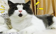 养猫新手必须知晓的事，为什么要用猫砂，多久换一次猫砂最好？