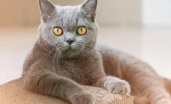 给猫买了给猫买了猫抓板,可猫还是喜欢挠家具 给猫买了给猫买了猫抓板,可猫还是喜欢挠家具