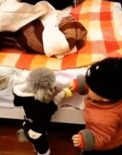 泰迪够不着玩具，撒娇让小主人帮忙，一人一狗交流毫无障碍