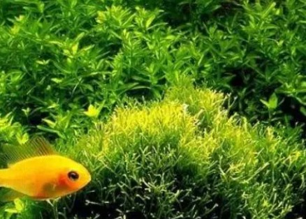 水草怎么养？养鱼前一定要养好水草！