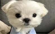 狗狗营养膏的三种喂食方式