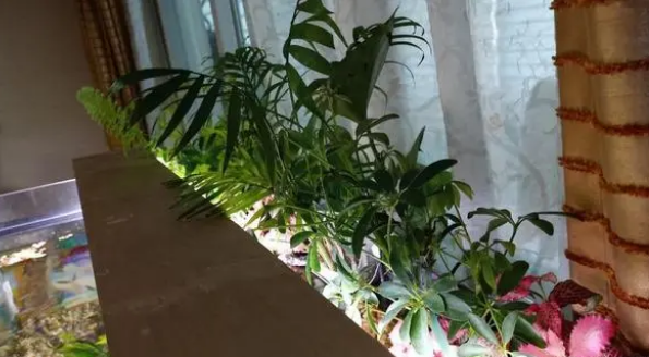 喜欢养鱼的人，在鱼缸上养这几种植物漂亮又实用！