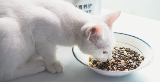 养猫小知识：猫咪换粮拉稀怎么办？