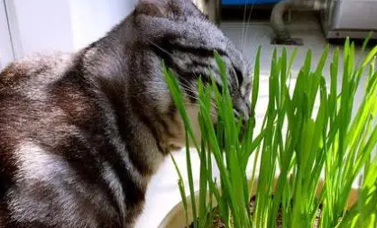 猫草用什么种的比较好 猫草用什么种的比较好