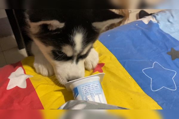 狗狗可以喝酸奶吗?