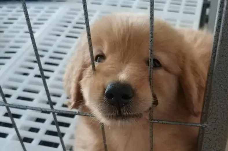 怎么让狗不咬笼子