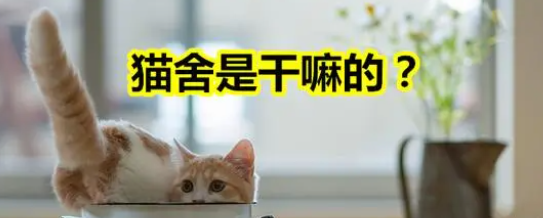 猫舍是干嘛的?猫舍和宠物店有什么区别? 猫舍是干嘛的?猫舍和宠物店有什么区别?