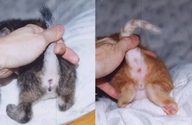 一起来看看母猫公猫的区别有哪些~