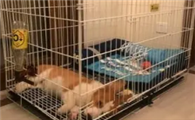 狗笼子如何安装