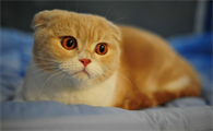 狗能吃猫罐头不