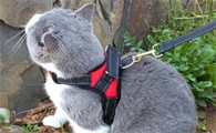 猫咪牵引绳怎么弄