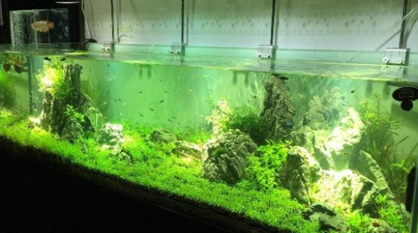 鱼缸水质怎么调节?做好这些事情,你的鱼缸水质一定不赖! 鱼缸水质怎么调节?做好这些事情,你的鱼缸水质一定不赖!