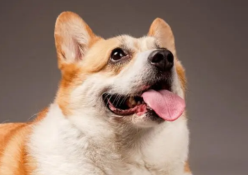 狗狗肠胃宝哪个牌子好